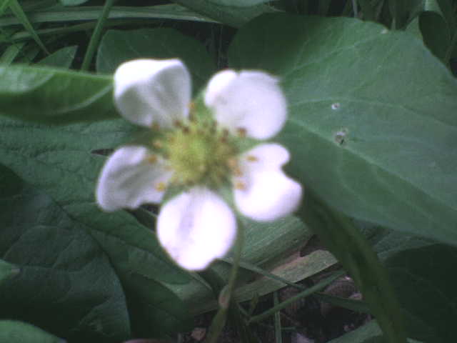 jagodni cvet